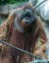 orangutan200803wikipedia.jpg (23695 Byte)